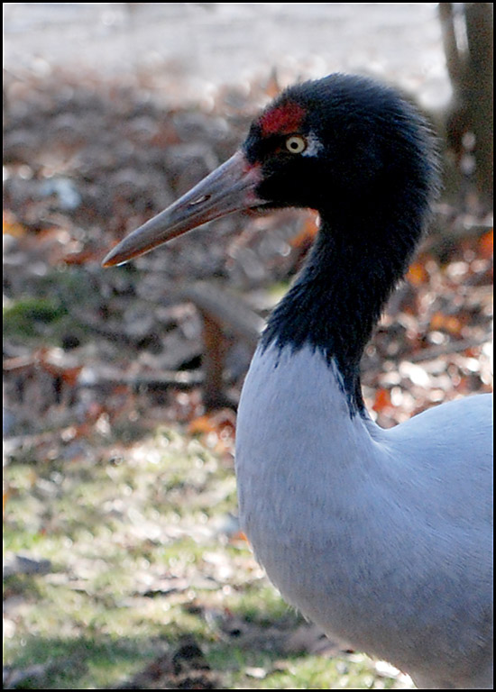 JPCrane Portrait